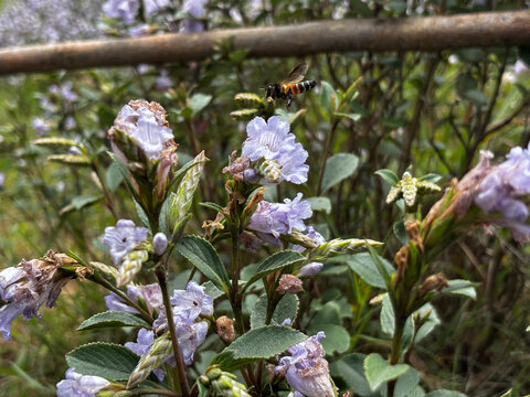 Close-up of Neelakurinji flower (Strobilanthes kunthiana) blooming in Munnar Kerala