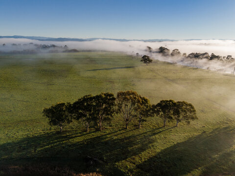 Aerial view of a lush green field with a row of trees casting long shadows, partially covered by a thick layer of morning fog in Maffra, Victoria, Australia.