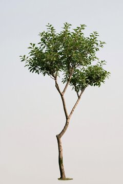 Slender broadleaf tree with an airy crown and forked trunk, featuring rough bark and muted sage foliage against a cream background for garden plans and architectural visualization