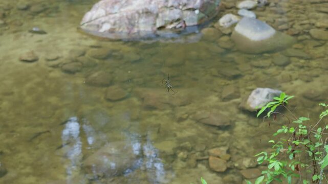 A Joro spider hangs patiently in its intricate web spun over a clear, shallow stream, showcasing a unique predator's hunting strategy in its natural habitat.