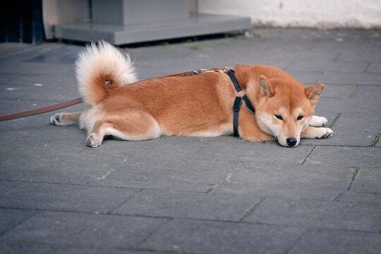 Shiba Inu dog is lying on the leash and waiting
