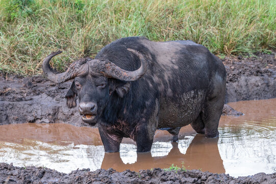 Cape Buffalo Standing in Water at Hluhluwe-Imfolozi Park, South Africa