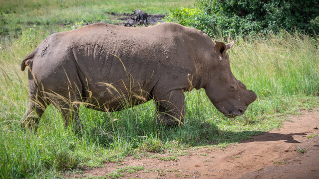 White Rhinoceros Walking Through Grassy Savanna of Hluhluwe-Imfolozi Park, South Africa