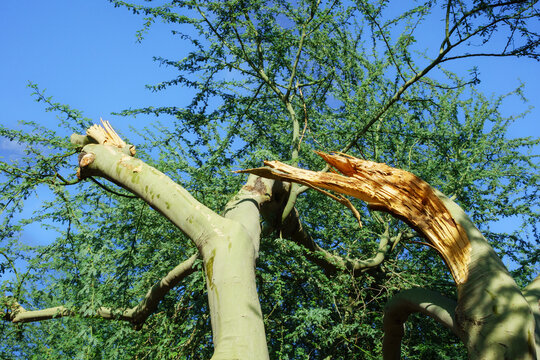 Splintered and broken large branches of a green foothill palo verde tree under a bright blue desert sky after a severe summer monsoon storm, Phoenix, AZ