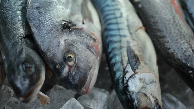 Fresh raw fish with mackerel and sea bream lying on crushed ice at market stall. Closeup of seafood catch for sale. Fishing industry and fresh food market concept.