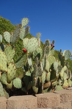 Prickly pear cactus, Opuntia ficus-indica, shows large spiky green pads and ripe red fruits near a stone border under blue sky, Phoenix, Arizona
