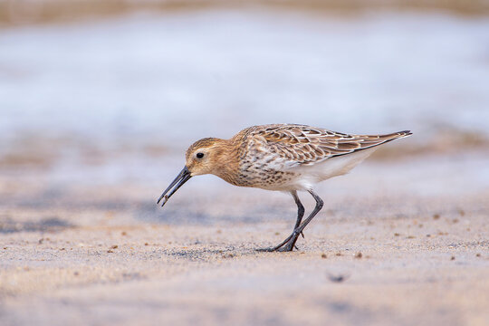 Dunlin, calidris alpina feeding on the beach sand.