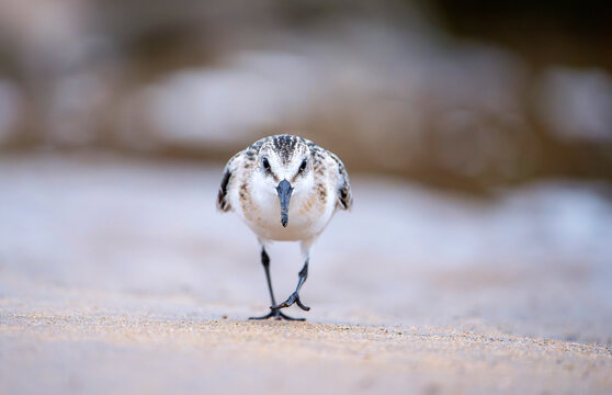Sanderling resting on the coast.