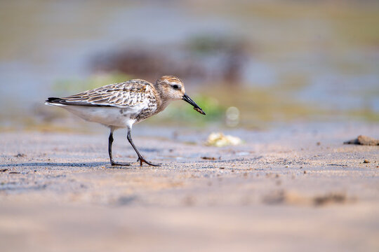 Dunlin, calidris alpina feeding on the beach sand.