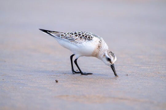 Sanderling resting on the coast.