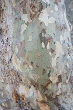 vertical close up of plane tree 