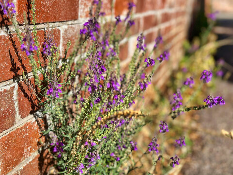 Close-up of purple wildflowers growing against a weathered red brick wall in sunlight
