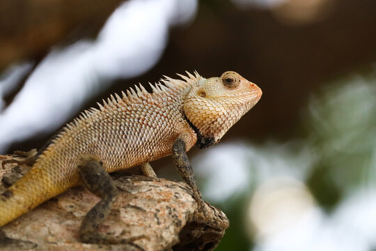 Oriental Garden Lizard, Bloodsucker Lizard, Perched on a Tree Branch. An Oriental Garden Lizard (Calotes versicolor), commonly known as the Bloodsucker Lizard, resting on a tree branch.
