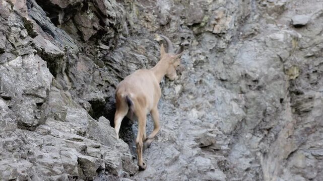 Tan Ibex Climbing Steep Rocky Cliff