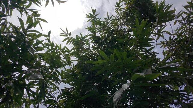 Drone camera approaching green bamboo stalks under a clear blue sky