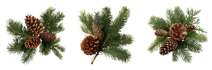 Fototapeta premium Set of Several fresh pine cones clustered together on a pine tree, natural brown scales and green needle foliage clearly visible on transparent png background. Ai generated