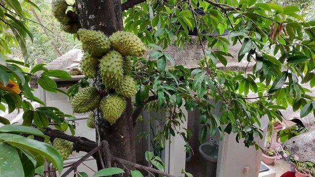 Drone recording soursop fruits on tree with a butterfly flying in background