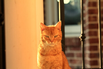 Cat Portrait  © Emma
