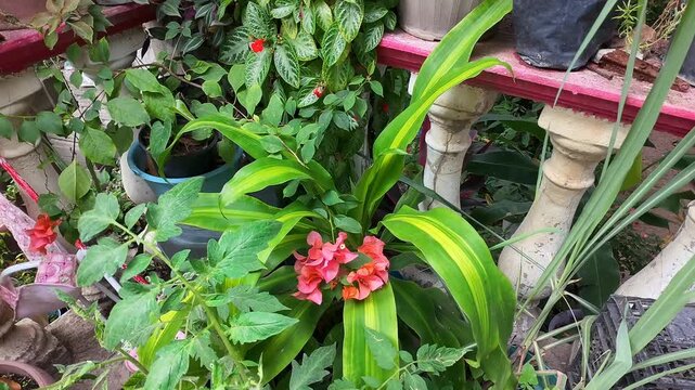 Low flying drone recording potted plants in a garden patio