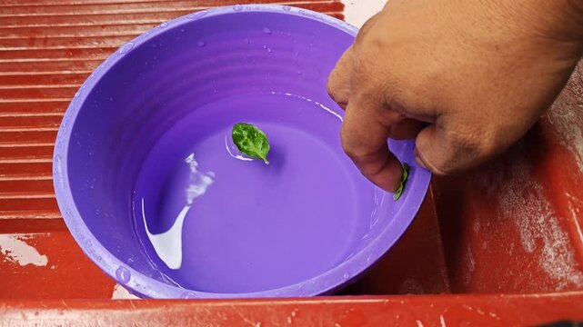 Placing fresh green basil leaves into a bowl of water for washing