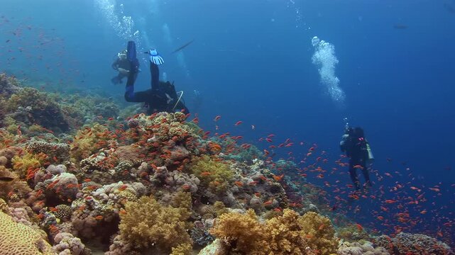 Scuba Divers Swim Above a Colorful Tropical Reef With Anthias. Two divers move over coral habitat surrounded by orange reef fish, adding human scale and bubbles to the clear blue underwater scene.