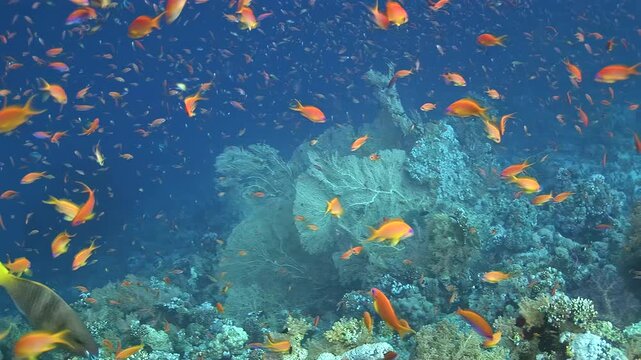 Orange Anthias Fill Blue Water Above a Tropical Coral Reef Underwater. A broad school of small orange anthias spreads through open blue water while mixed coral structure remains visible below.