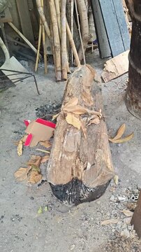 Starting a fire on wooden logs to build a traditional campfire