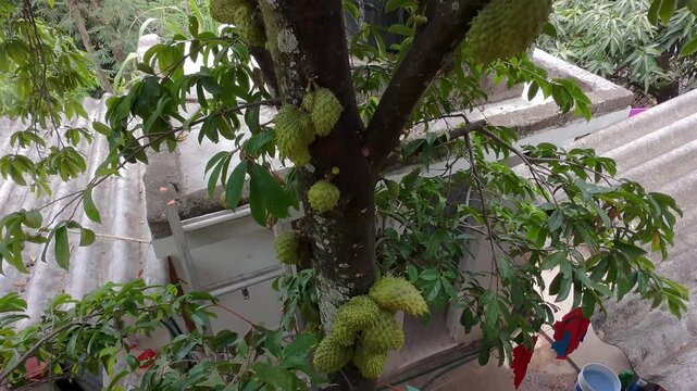 Detailed panning shot of soursop fruits growing on tree branches