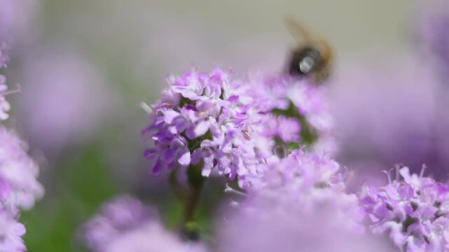 Bee walk from one to another flower, looking for nectar, and walk out of focus