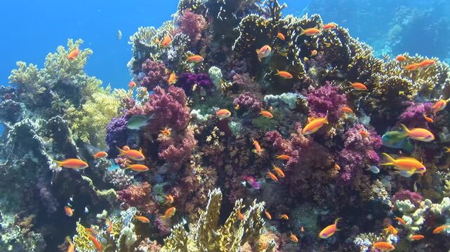 Colorful Coral Pinnacle Rises in Clear Tropical Reef Water Underwater. Pink, orange and branching corals cover a compact reef pinnacle while small fish pass around its bright textured surface.