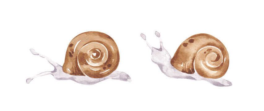 Snails set hand drawn with watercolor. Isolated on white. Snail illustrations clip art. Design elements for card, banner, invitation, poster, logo