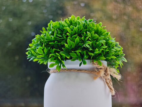 Green decorative interior plant background