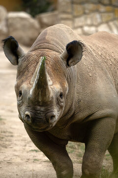 The black rhinoceros (Diceros bicornis), also called the black rhino or the hooked-lip rhinoceros, portrait.