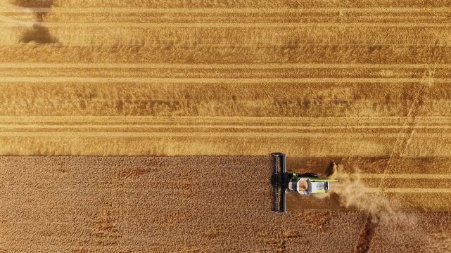 Golden cereal harvest from above shows grain supply for growing food demand
