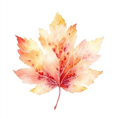 Obraz premium Watercolor autumn maple leaf transparent isolated illustration