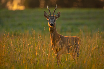 Male roe deer buck (Capreolus capreolus) in a meadow at sunset. European roe deer standing in tall grass bathed in warm golden hour sunlight. © WojtekWildlife