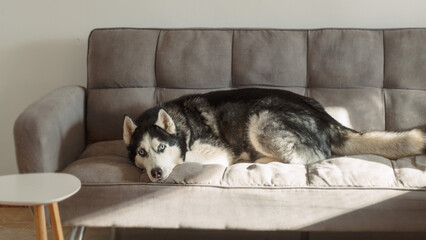 Siberian husky raises its head with pale blue eyes while lying on a grey sofa in a bright living room, an attentive pet portrait for dog breed and home interior content © iwavephoto