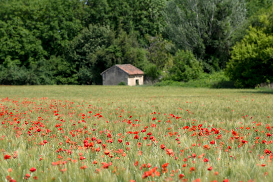 Idyllisches kleines Haus am Ende eines Kornfelds mit rot bl&uuml;henden Mohnblumen im Fr&uuml;hling