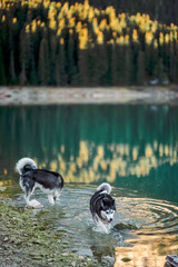 Vertical frame of a Siberian husky wading through the emerald shallows of a cold mountain lake over smooth stones, a clean nature shot for pet travel and dog breed content © iwavephoto