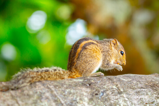 Chipmunk against the backdrop of tropical nature. Chipmunk close-up, running along tree branches.