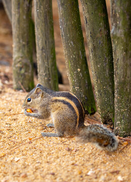 Chipmunk against the backdrop of tropical nature. Chipmunk close-up, running along tree branches.