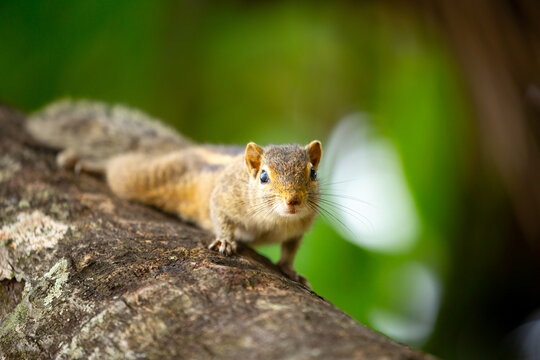 Chipmunk against the backdrop of tropical nature. Chipmunk close-up, running along tree branches.