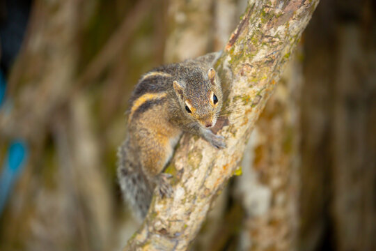 Chipmunk against the backdrop of tropical nature. Chipmunk close-up, running along tree branches.