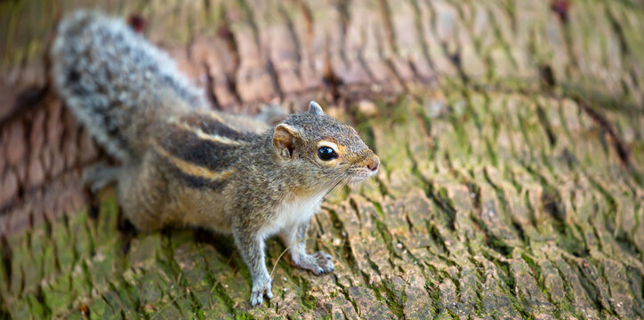 Chipmunk against the backdrop of tropical nature. Chipmunk close-up, running along tree branches.
