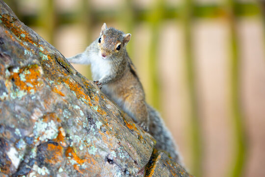 Chipmunk against the backdrop of tropical nature. Chipmunk close-up, running along tree branches.