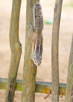 Chipmunk against the backdrop of tropical nature. Chipmunk close-up, running along tree branches.