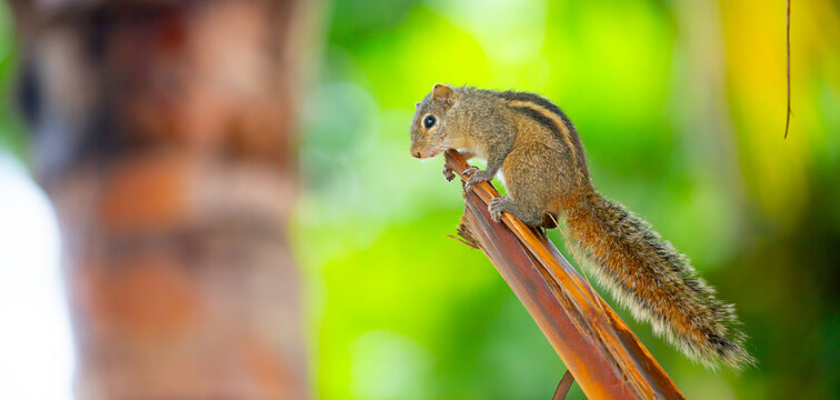 Chipmunk against the backdrop of tropical nature. Chipmunk close-up, running along tree branches.