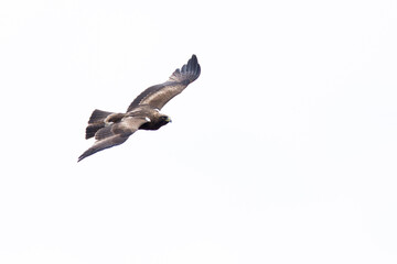 Obraz premium adult booted eagle (hieraaetus pennatus) of the dark morph in flight , found in Chentii-Aimag in Mongolia