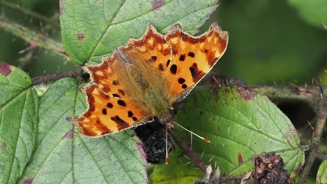 Video of a Comma butterfly (Polygonia c-album) insect resting on green foliage with its distinctively ragged, orange wings open and fully outstretched, butterflies stock footage clip