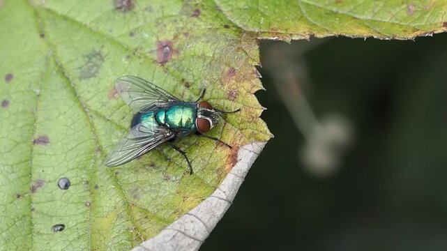Metallic green bottle fly (Lucilia) perched on foliage, highlighting its iridescent sheen and compound eyes in natural light,  greenbottle flies stock video footage clip